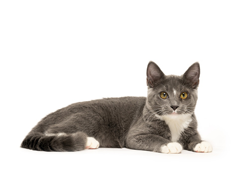 Gray and white kitten laying down isolated on white background