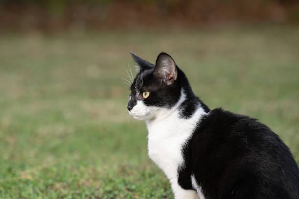 istock Portrait of black and white cat 1746785185