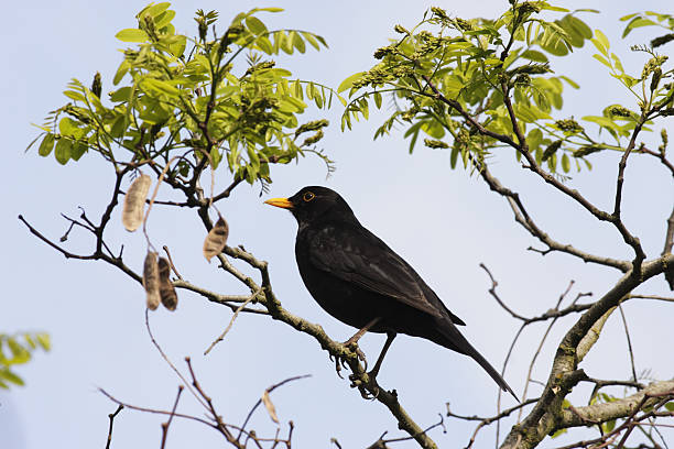 istock European blackbird Turdus merula in Robinia tree 174678538