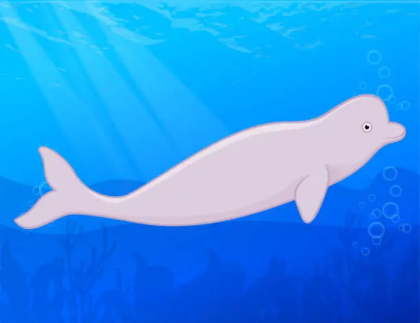 Vector illustration of beluga.