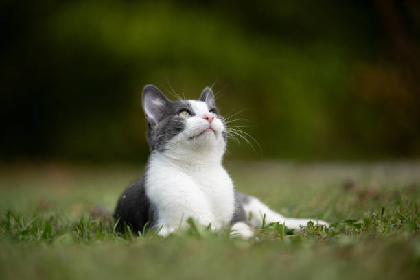 istock White and gray cat laying in the grass 1746785699