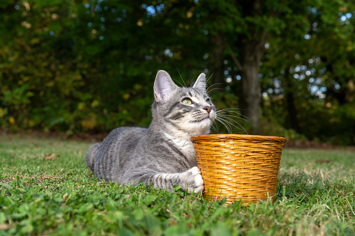 Cute tabby cat laying next to a basket in grass in the backyard in summer