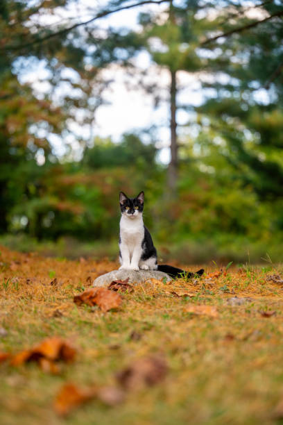 istock Cute black and white cat sitting on a rock 1746785748