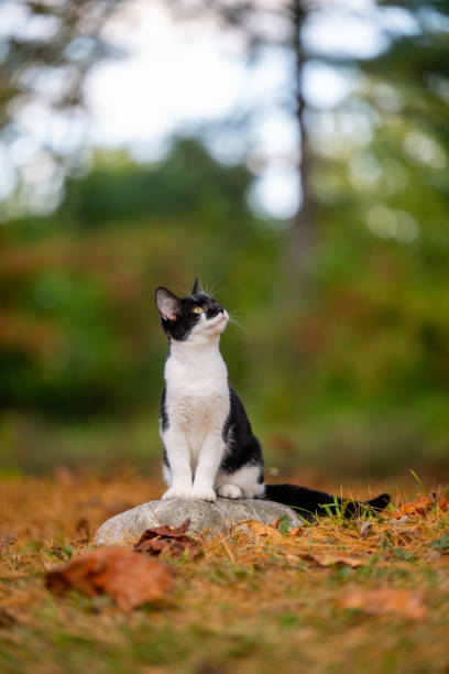 istock Cute black and white cat sitting on a rock 1746785749