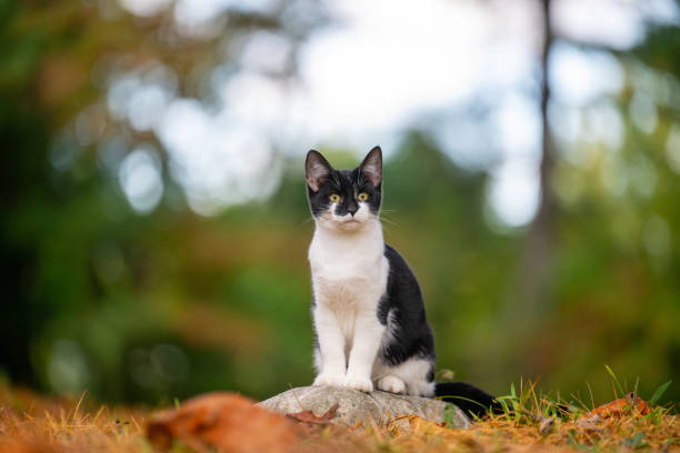 istock Cute black and white cat sitting on a rock 1746785750