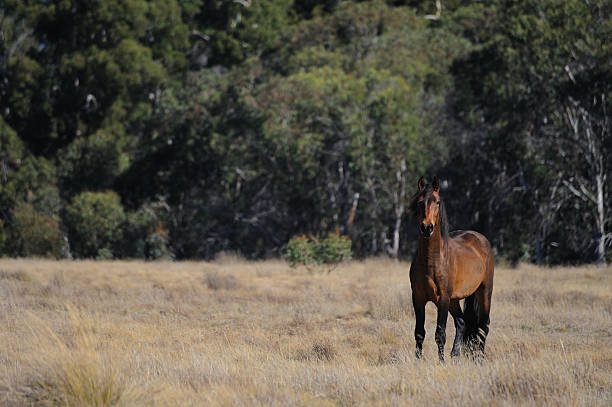 istock Wild high country horse 174678587