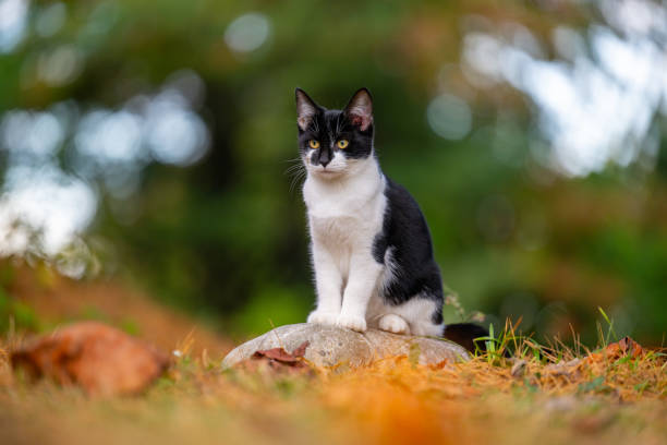 istock Cute black and white cat sitting on a rock 1746786065