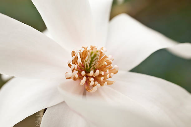 istock Macro shot of a white magnolia flower in spring. 174678614