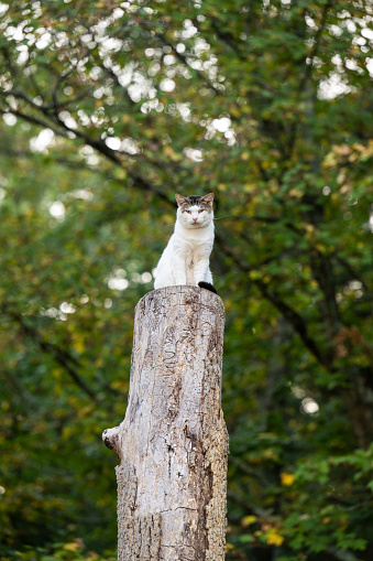 Cute adult tabby cat sitting on top of a cut tree stump in a yard with trees in the background