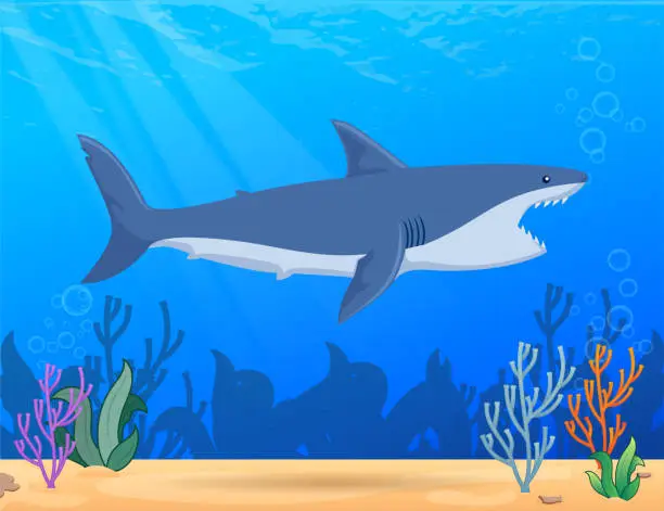 Vector illustration of Shark with open mouth, attack.