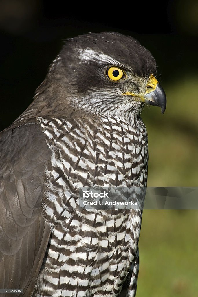Hawk - Lizenzfrei Einzelnes Tier Stock-Foto