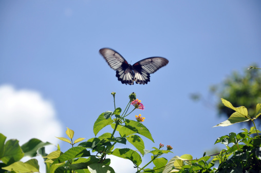 Papilio Memnon / Great Mormon Butterfly Flying to the Sky
