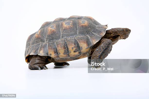 Tortoise Preparing To Race Stock Photo - Download Image Now - Desert Tortoise, Animal, Animal Body Part