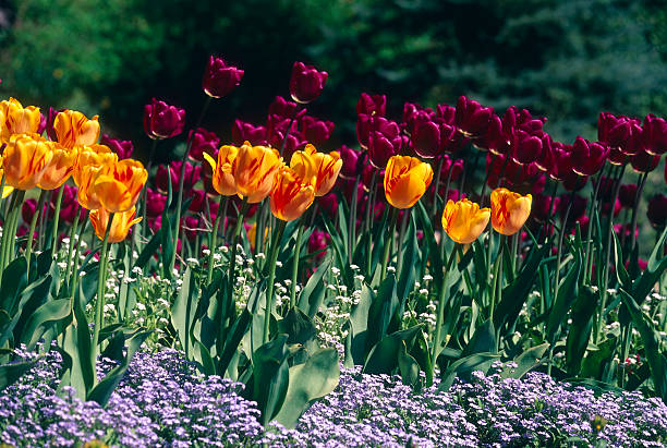 printemps des tulipes pourpres jardins de butchart de victoria, colombie-britannique - buchart gardens photos et images de collection