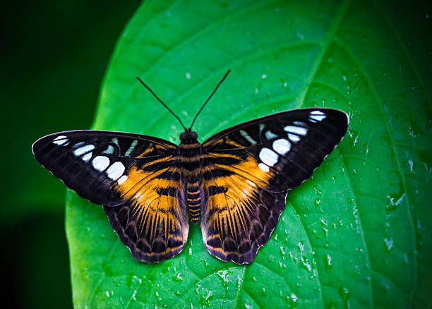 clipper butterfly Clipper Butterfly, Parthenos Sylvia) sitting on a leaf bw01 stock pictures, royalty-free photos & images