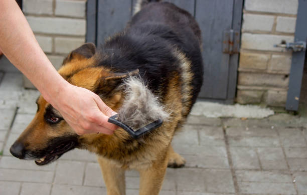 istock a man combs a dog's fur with a brush 1746791260