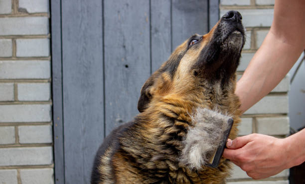 istock a man combs a dog's fur with a brush 1746791261