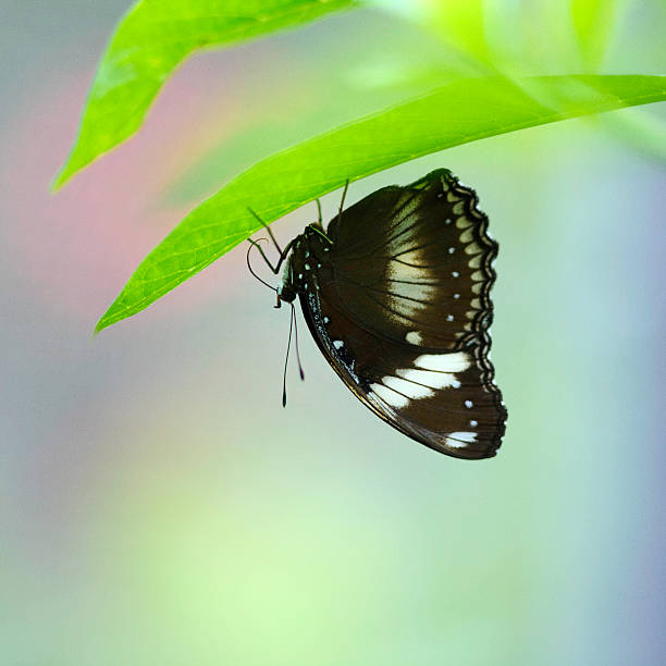 Atthis butterfly Atthis butterfly (Heliconius atthis) hanging from a leaf bw01 stock pictures, royalty-free photos & images