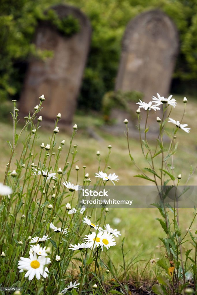 Marguerites and gravestones Bright marguerites growing in a graveyard. Beauty In Nature Stock Photo