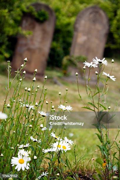 Marguerites And Gravestones Stock Photo - Download Image Now - Beauty In Nature, Cemetery, Color Image