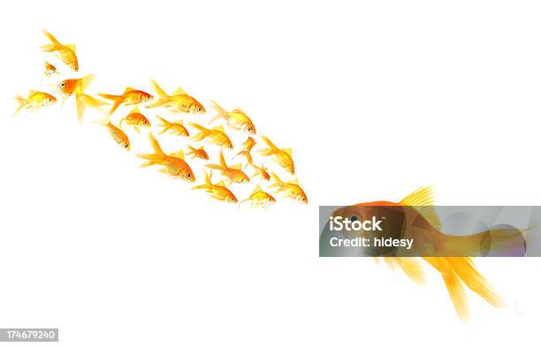 Teamwork Stock Photo - Download Image Now - Goldfish, Animal, Confrontation