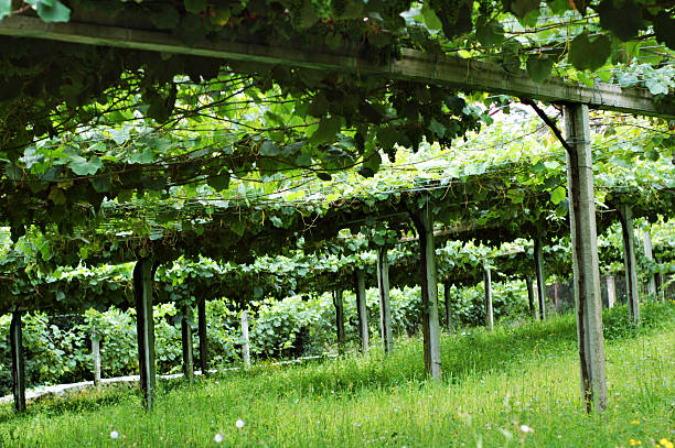 Galician vinyard stock photo