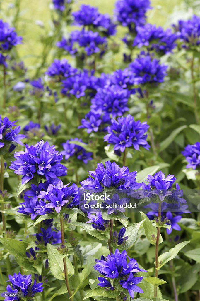 Blue bellflowers - Foto de stock de Alto contraste royalty-free