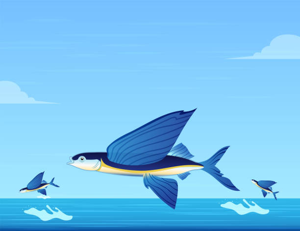 60+ Flying Fish Clip Art Stock Illustrations, Royalty-Free Vector ...
