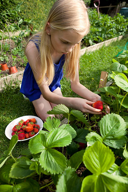 istock Girl Picking Home Grown Organic Strawberries 174679528