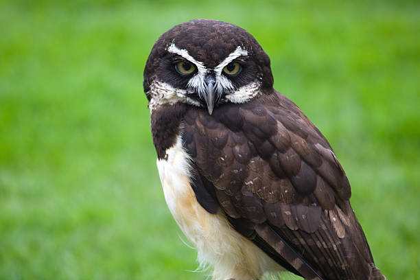 Spectacled Owl Spectacled Owl.  A large tropical owl. spectacled owls (pulsatrix perspicillata) stock pictures, royalty-free photos & images