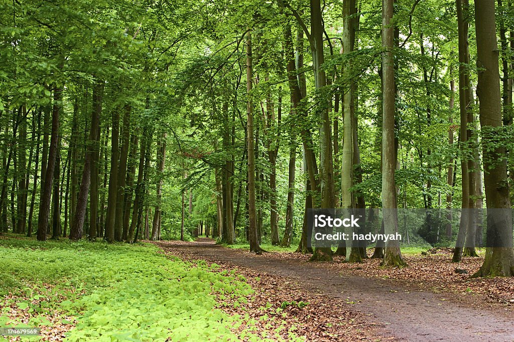 Forest - Foto stock royalty-free di Albero