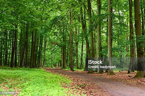 Forest - Fotografie stock e altre immagini di Albero - Albero, Albero deciduo, Ambientazione esterna