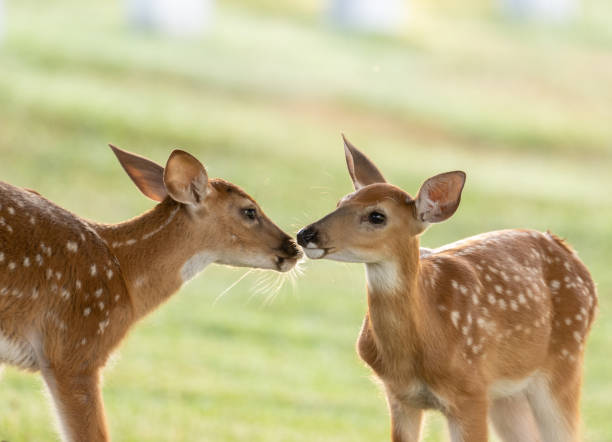 A young fallow deer that is still wobbly on its feet.