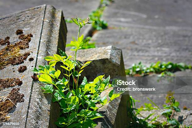 Stary Otworzyć Gravestone - zdjęcia stockowe i więcej obrazów Bez ludzi - Bez ludzi, Biały, Bliskie zbliżenie