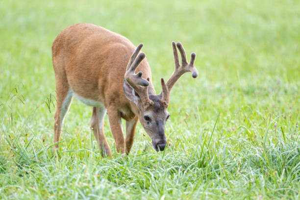 istock Whitetailed deer buck in velvet 1746796733