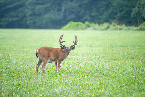 Large white-tailed deer buck with velvet on its antlers in Tennessee