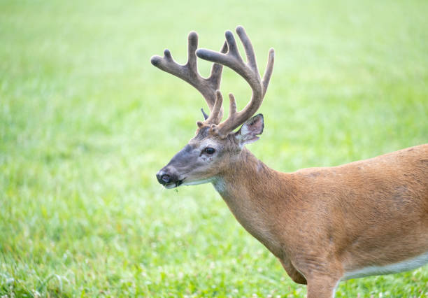 Close up deer portrait in natural environment, showing antlers and calm expression.