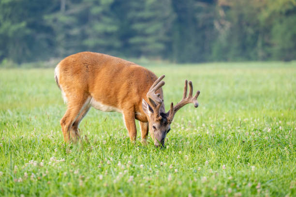 Whitetailed deer buck in velvet
