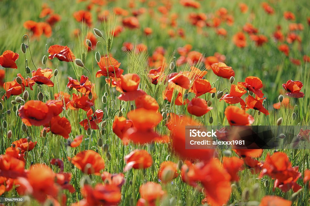 Campo di papaveri di primo piano - Foto stock royalty-free di Ambientazione esterna