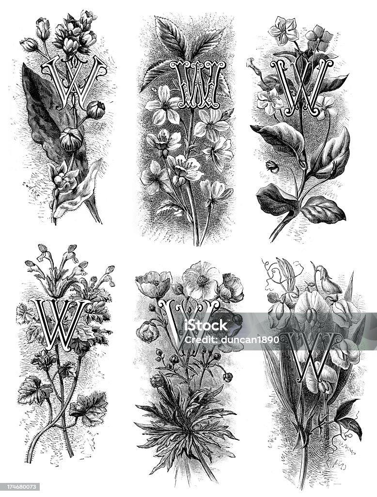 Letter W - Flower Font Various Vintage engraving's of the Letter W with flower backgrounds Letter W stock illustration