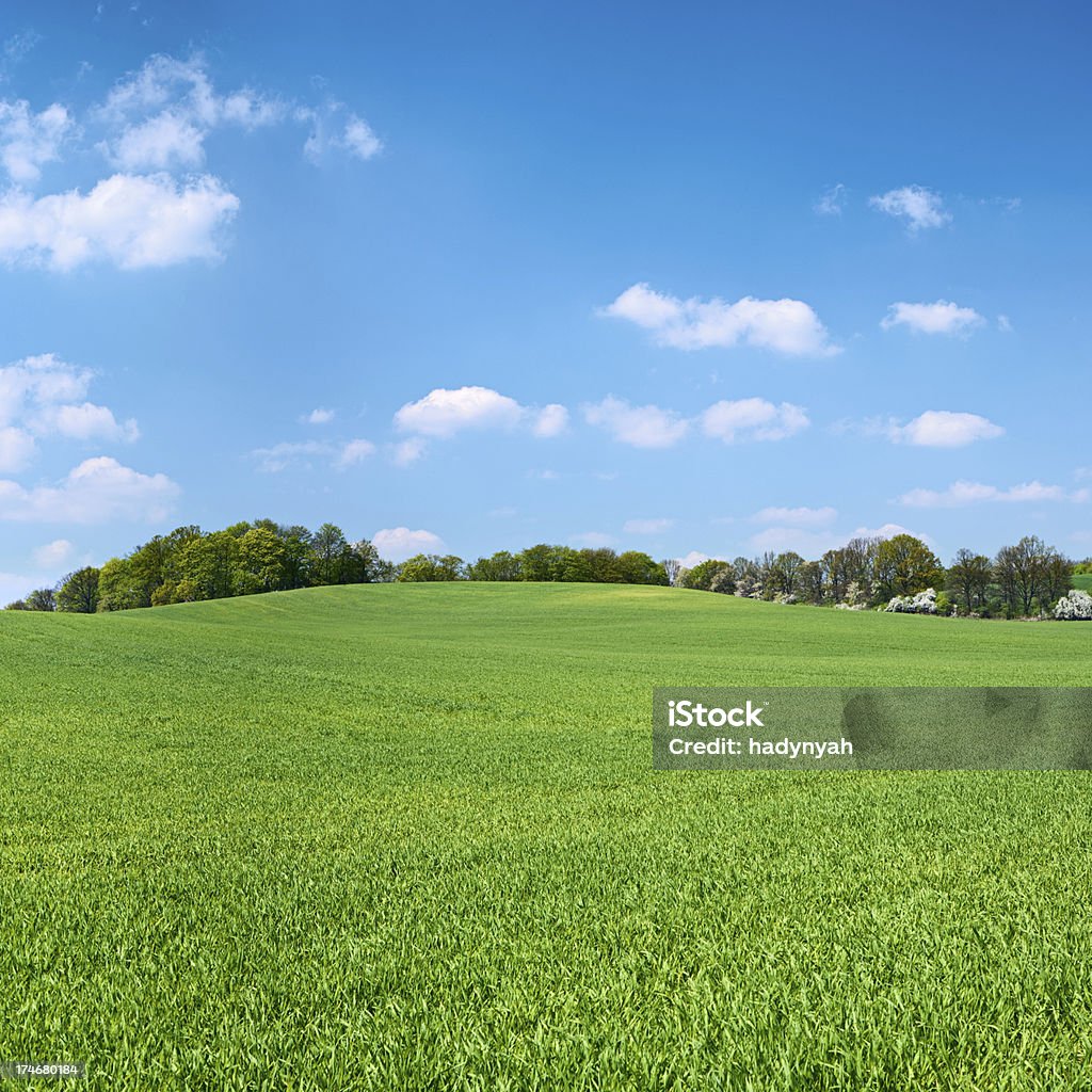 Площадь весенний пейзаж 30MPix XXXXL-луг, голубое небо - Стоковые фото Без людей роялти-фри