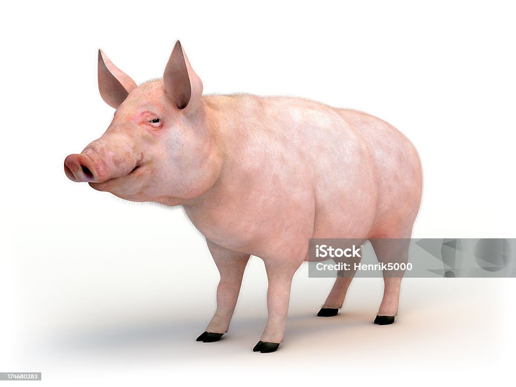 Swine isolated on white with clipping path High resolution render of pig isolated on white. Clipping path included. Pig Stock Photo