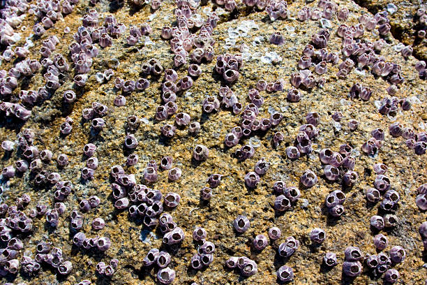 오스트랄리안 barnacles 스톡 사진