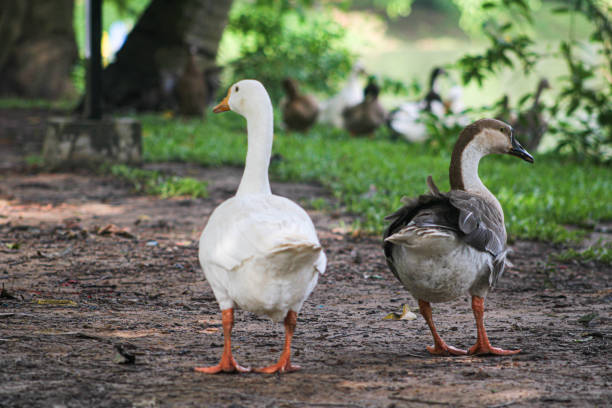 istock Two ducks black and white in color working in opposite direction symbolizing problems in relationship 1746803869