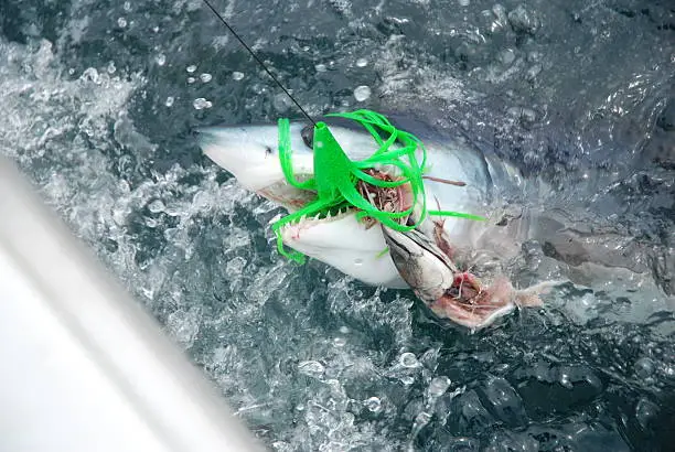 mako shark eating the bait. Atlantic ocean off New Jersey