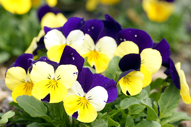 istock Yellow purple pansy 174680814