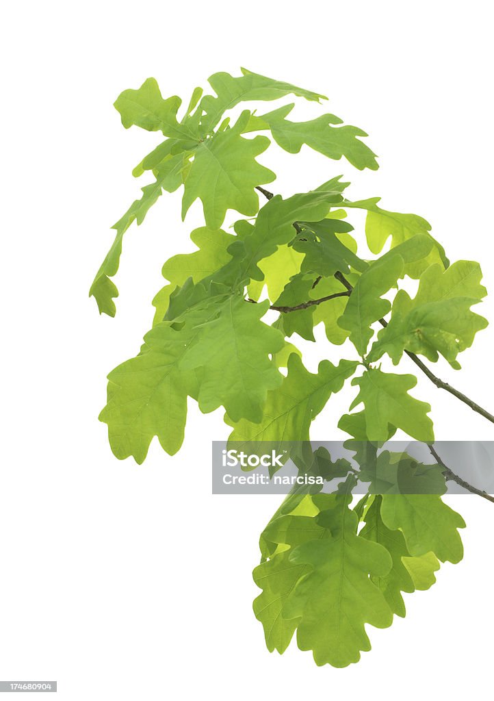 De oak branch - Foto de stock de Blanco - Color libre de derechos