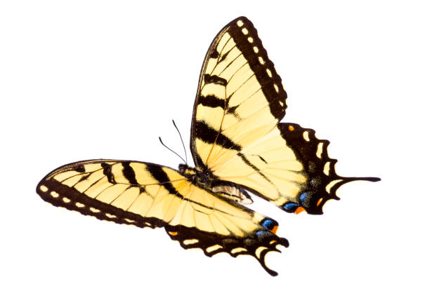 butterfly - - schwalbenschwanzfalter stock-fotos und bilder