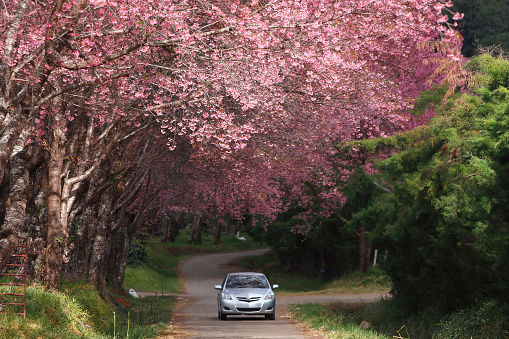 Washington DC residential street lined with cherry blossoms in spring