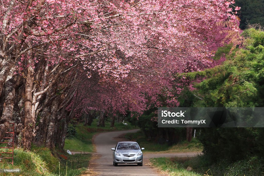 Silver car traveling on holiday through forest Travel on holiday. Driving under pink trees (cherry tree). Springtime Stock Photo
